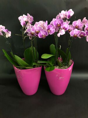 Ορχιδέα Φαλαίνοψις "Kolibri" Σε Βάζο ή Κεραμεικό Ποτ !!! Ιδιαίτερες !!! (Aγοράστε "πολυτελές" +30€ για (2) δύο τεμάχια)