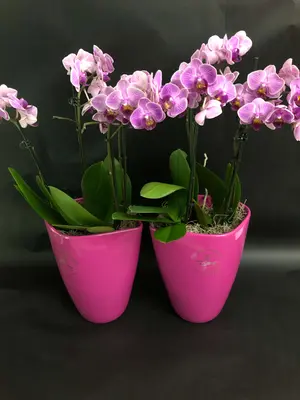 Phalaenopsis "Kolibri" In Vase or Ceramic Pot !!!  Fascinating !!! (Buy "exclusive option" +30€ and get the "twins").