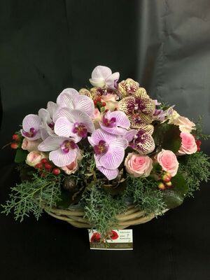 Cymbidium or phalaenopsis  orchids in basket
