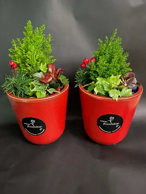 Conifer plant in ceramic pot. (random pot color)