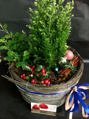Christmas Plants in basket - (3) Plants & Decoration !!! (Random varieties & colors)