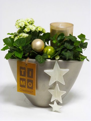 Christmas Plants & Decoration in  Pot