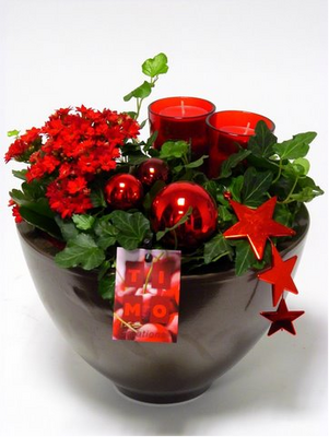 Christmas Plants & Decoration in Pot