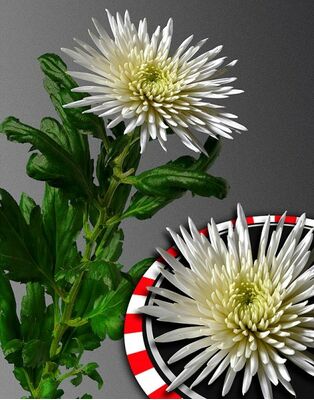 Chrysanthemums Single Heads Exclusive Anastasia