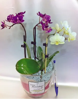 Orchid Phalaenopsis mini (Hybrid) in pot !!! Special.
