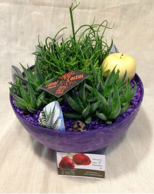 Arrangement of small suculent plant in fine quality pot. Exclusive