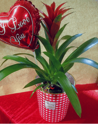 Valentine Love plant "Guzmania"