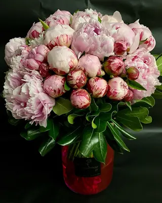 Paeonias in Vase. (31) stems.