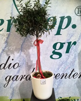 Olea Europaea Plant Πολυτελής