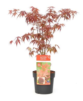 Acer palmatum 'Atropurpureum' in pot.