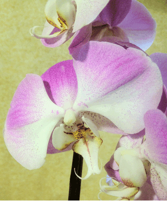 Orchid phalaenopsis plant "(2)flower spikes" + Tillandsia and decoration