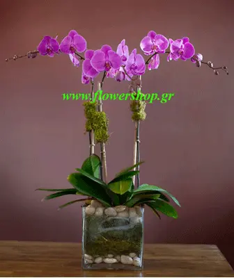 phalaenopsis orchid