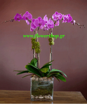 Φυτό ορχιδέα φαλαίνοψις (3) στελέχη λουλουδιών