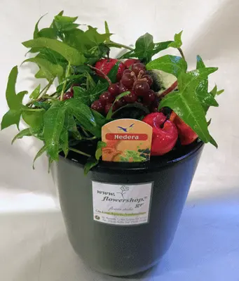 flowers and plants