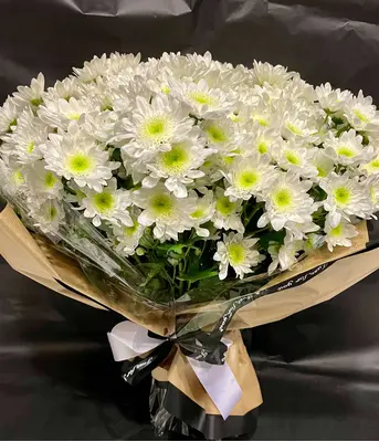 (50) Chrysanthemums. Random Colours.