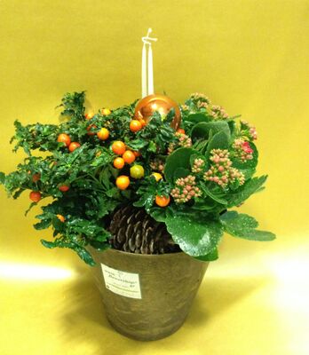 Christmas Plants & Decoration in  Pot