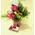Season flowers - Random Varieties