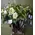 green white bouquet