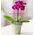 Ορχιδέα Phalaenopsis mini (υβρίδιο). Βασικό.