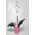 Orchid phalaenopsis plant "(1) flower spikes"
