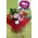 Bouquet with red and pink seasonal flowers