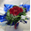 Ανθοπωλειο.Κόκκινα τριαντάφυλλα (10) τεμ. Α' ποιότητος Ολλανδικά σε συσκευασία νερού.