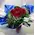 Red roses bouquet (10)stems  A' quality Dutch  gift wrapped with greens in water!!!