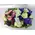 New born "boy & girl" twins = Two color flower arrangement!!!