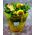 Yellow Flowers in water bag