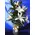 Pebbles "Oasis Moss" in glass vase with oriental lillies