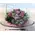 Roses "aqua" (5)st. in small glass tray with accessories