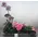 Flower arrangement on metal tray