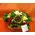 Flower arrangement in small ceramic "paper look" pot - orange colors