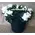 Plant azalea