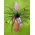 Plant tillandsia in glass vase