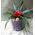 Plant minor in glass vase