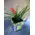 Plant tillandsia in glass vase