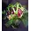 Christmas bouquet with roses and typha grass !!!
