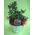 Ilex ή Gaultheria φυτό με "Berries" σε μεταλικό, κεραμικό ή γυάλινο ποτ.