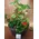Plant arrangement in quality plastic bowl