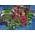 Condolences arrangement with exclusive tropical and seasonal flowers