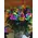 Roses "Rainbow"