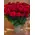 red naomi roses