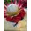 Exclusive arrangement with protea "madiba king" and red roses in pot