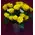 (20) yellow roses A' quality Dutch gift wrapped with greens