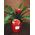 Φυτό γκουζμάνια σε ποιοτικό κεραμικό ποτ
