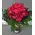 (40) pink roses in glass vase with colored water