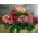 Season flowers in basket