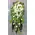 Funeral arrangement