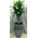 Plant Dracaena Massangeana Branched height appr. 2,00m .in set with zink pot.